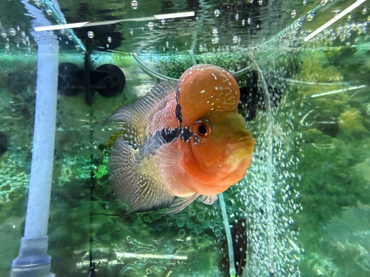 SRD ZZ flowerhorn swimming in a clear, well-aerated aquarium with sparse decor