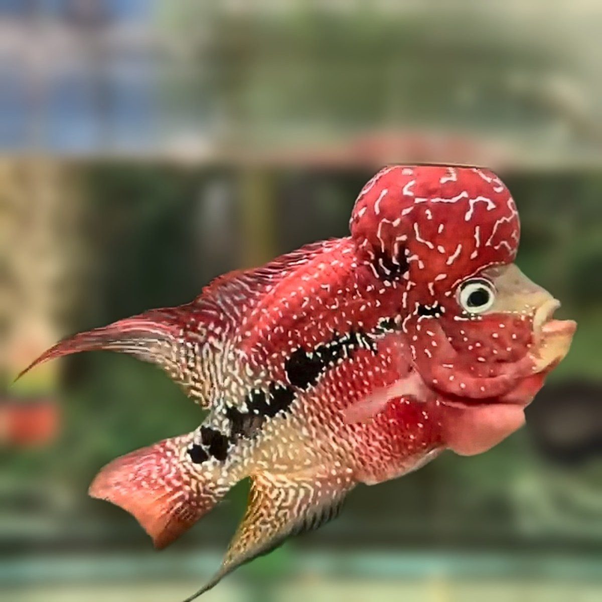 Red SRD ZZ flowerhorn with a tall pearled kok, black lateral markings and flowing fins