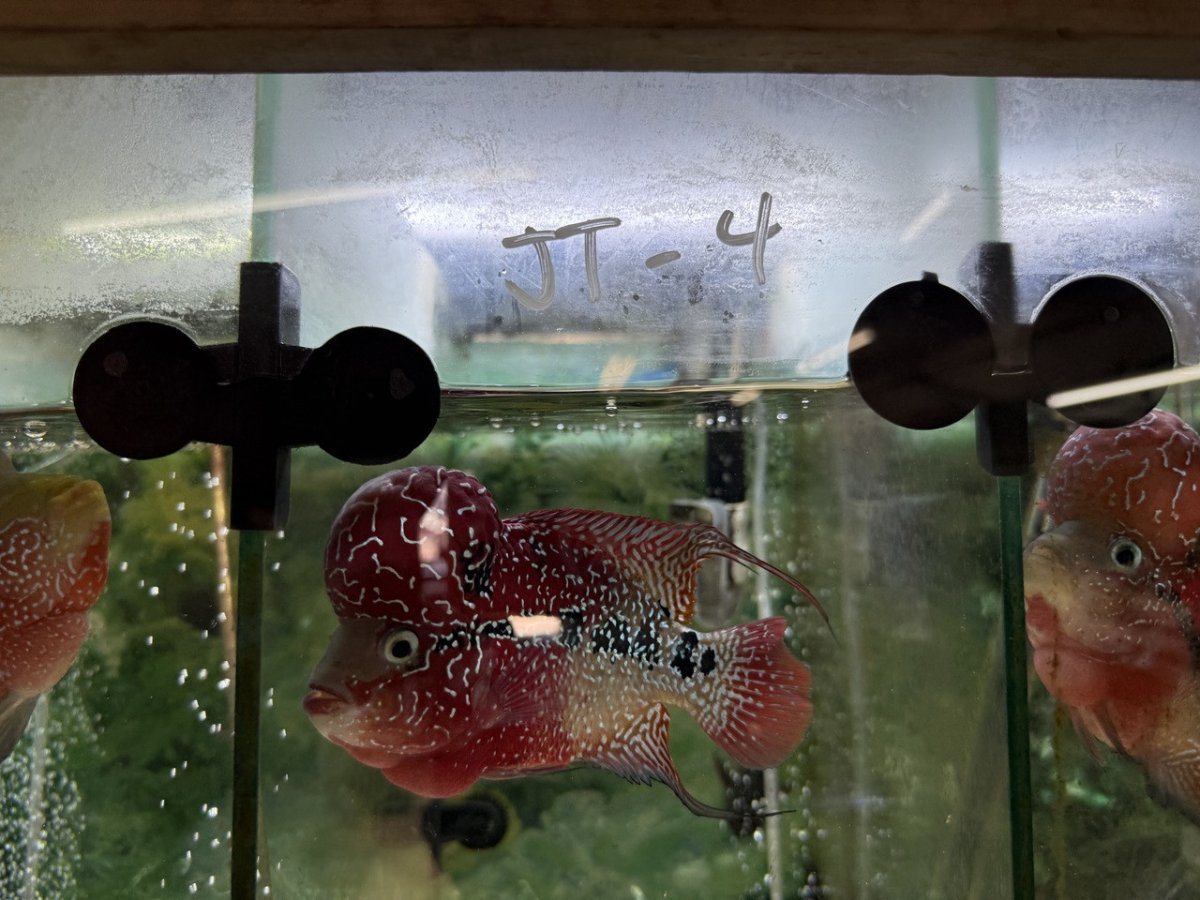 A row of flowerhorns each kept in its own divided store tank