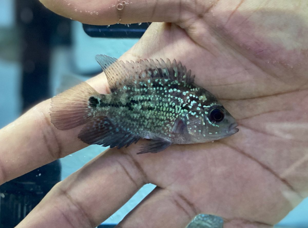 Young Kamfa flowerhorn fry held in a hand, showing early pearling and dark markings