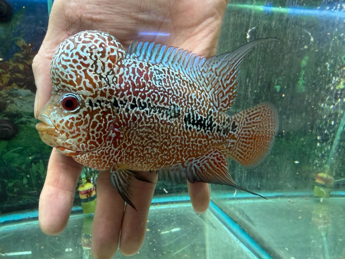 SRD Kamfa flowerhorn held in a hand, with a square body and dense pearling
