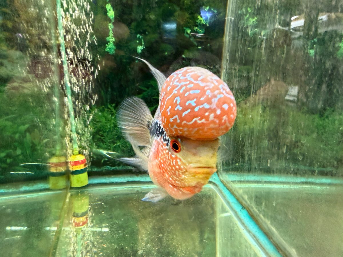 SRD ZZ flowerhorn facing the front glass of its tank, looking toward the camera