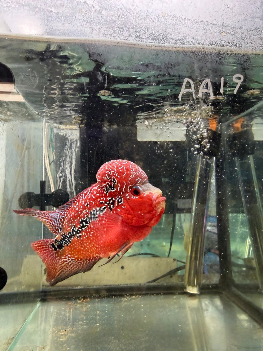 An SRD ZZ flowerhorn in a store tank with a handwritten label card on the glass