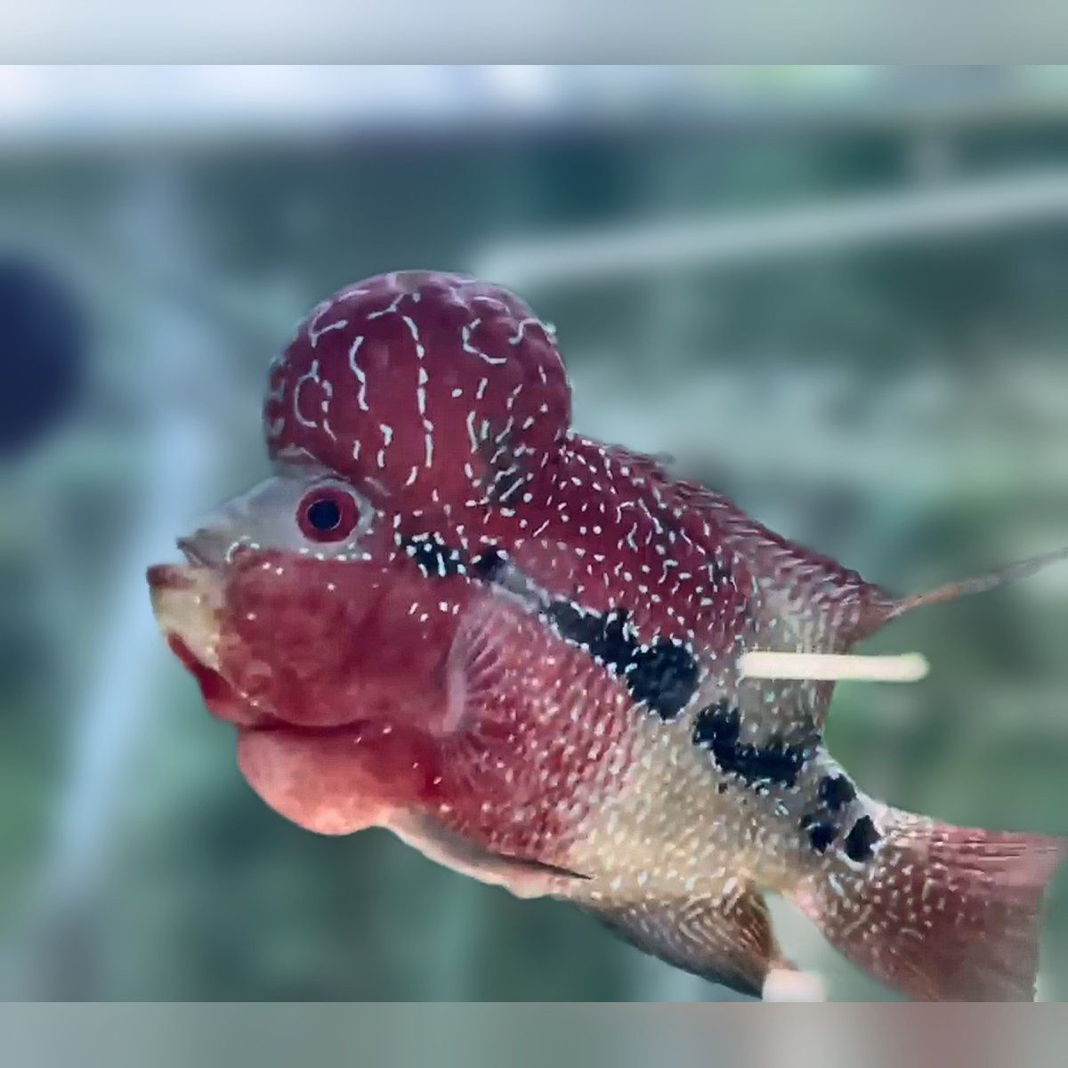 Close view of a red SRD ZZ flowerhorn with a large kok covered in white pearling and a row of black markings