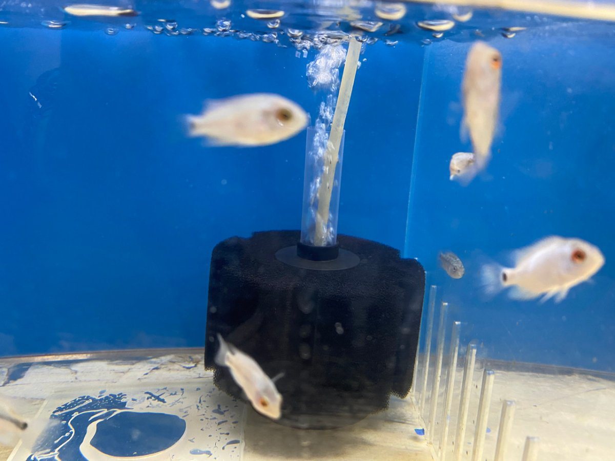 Group of young Thai Silk flowerhorn fry swimming in a bare grow-out tank