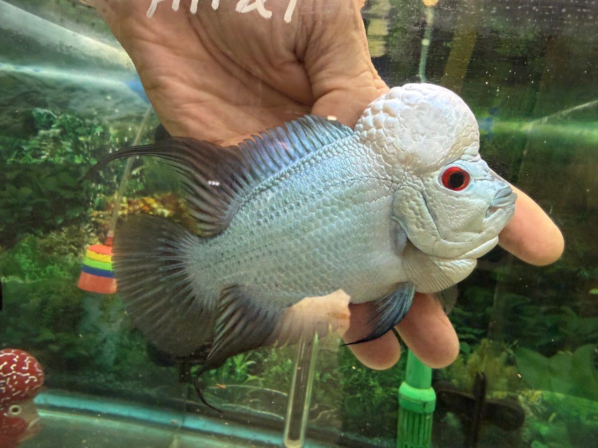 Thai Silk flowerhorn with a silver body and pale kok, calmly held above the water in a person’s hand