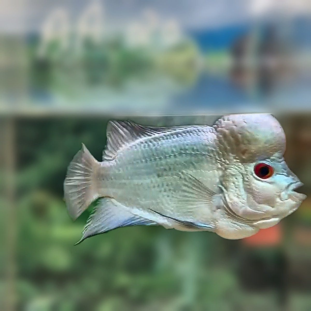 Thai Silk flowerhorn with a silvery white body, red eye and pale kok