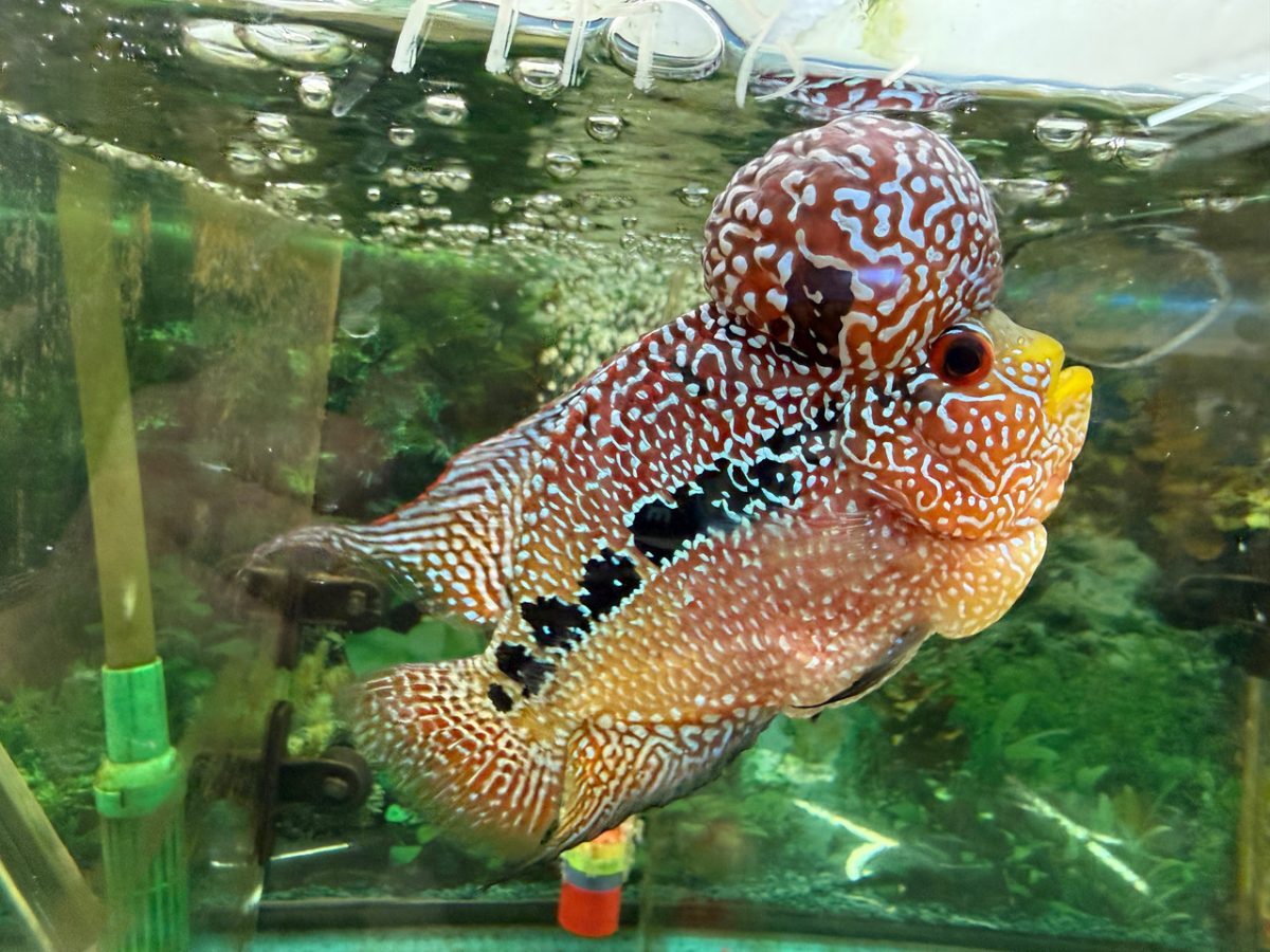 ZZ flowerhorn with a very large, round red kok covered in pearling, swimming in an aquarium
