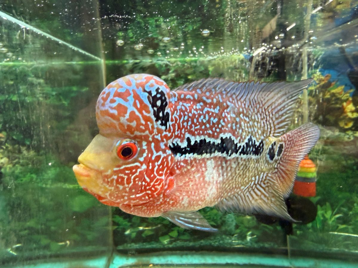 Red and orange ZZ flowerhorn male with a raised kok, pearled scales and a black lateral stripe, in an aquarium